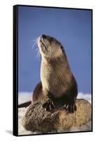 Alert River Otter-DLILLC-Framed Stretched Canvas