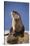 Alert River Otter-DLILLC-Stretched Canvas