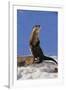 Alert River Otter-DLILLC-Framed Photographic Print