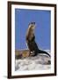 Alert River Otter-DLILLC-Framed Photographic Print