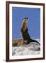 Alert River Otter-DLILLC-Framed Photographic Print