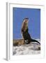 Alert River Otter-DLILLC-Framed Photographic Print