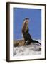 Alert River Otter-DLILLC-Framed Photographic Print