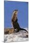 Alert River Otter-DLILLC-Mounted Photographic Print