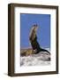 Alert River Otter-DLILLC-Framed Photographic Print