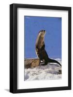 Alert River Otter-DLILLC-Framed Photographic Print