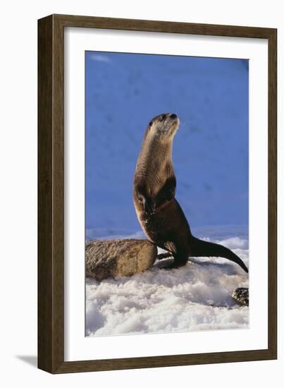 Alert River Otter-DLILLC-Framed Photographic Print