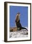 Alert River Otter-DLILLC-Framed Photographic Print