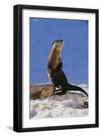 Alert River Otter-DLILLC-Framed Photographic Print