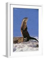 Alert River Otter-DLILLC-Framed Photographic Print