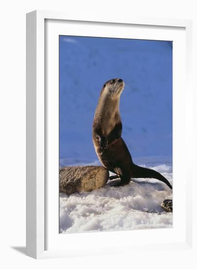 Alert River Otter-DLILLC-Framed Photographic Print