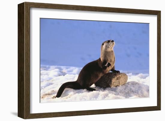 Alert River Otter-DLILLC-Framed Photographic Print