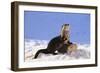 Alert River Otter-DLILLC-Framed Photographic Print