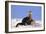 Alert River Otter-DLILLC-Framed Photographic Print