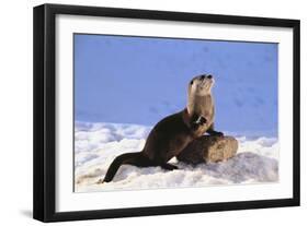 Alert River Otter-DLILLC-Framed Photographic Print