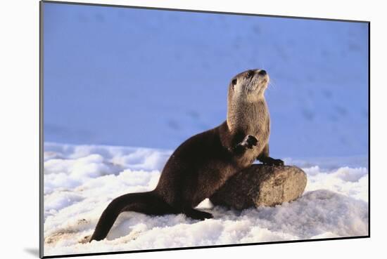 Alert River Otter-DLILLC-Mounted Photographic Print