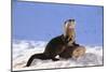 Alert River Otter-DLILLC-Mounted Photographic Print