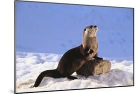 Alert River Otter-DLILLC-Mounted Photographic Print