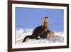 Alert River Otter-DLILLC-Framed Photographic Print