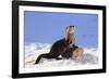 Alert River Otter-DLILLC-Framed Photographic Print