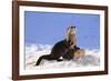 Alert River Otter-DLILLC-Framed Photographic Print