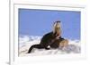 Alert River Otter-DLILLC-Framed Photographic Print