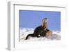 Alert River Otter-DLILLC-Framed Photographic Print