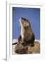 Alert River Otter-DLILLC-Framed Photographic Print