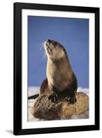 Alert River Otter-DLILLC-Framed Photographic Print