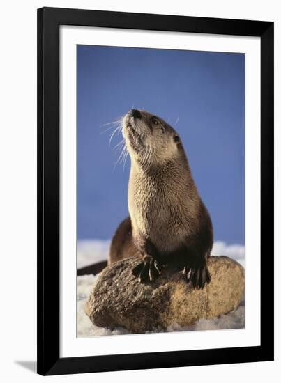 Alert River Otter-DLILLC-Framed Photographic Print