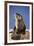 Alert River Otter-DLILLC-Framed Photographic Print