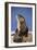 Alert River Otter-DLILLC-Framed Photographic Print