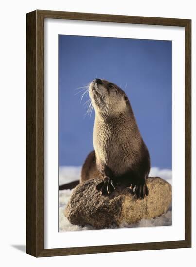 Alert River Otter-DLILLC-Framed Photographic Print