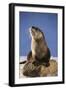 Alert River Otter-DLILLC-Framed Photographic Print