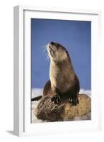 Alert River Otter-DLILLC-Framed Photographic Print