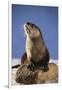 Alert River Otter-DLILLC-Framed Photographic Print