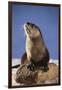 Alert River Otter-DLILLC-Framed Photographic Print