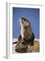 Alert River Otter-DLILLC-Framed Photographic Print