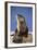 Alert River Otter-DLILLC-Framed Photographic Print