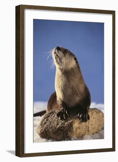 Alert River Otter-DLILLC-Framed Photographic Print