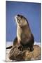 Alert River Otter-DLILLC-Mounted Photographic Print