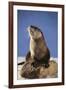 Alert River Otter-DLILLC-Framed Photographic Print