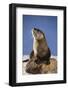 Alert River Otter-DLILLC-Framed Photographic Print