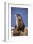 Alert River Otter-DLILLC-Framed Photographic Print