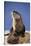 Alert River Otter-DLILLC-Stretched Canvas