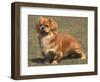 Alert Tibetan Spaniel Portrait-Adriano Bacchella-Framed Premium Photographic Print