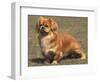 Alert Tibetan Spaniel Portrait-Adriano Bacchella-Framed Premium Photographic Print