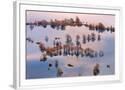 Chelsea White