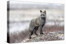 Cross Fox-Alessandro Catta-Photographic Print