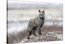 Cross Fox-Alessandro Catta-Photographic Print